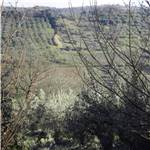 Apri Galleria Immagini